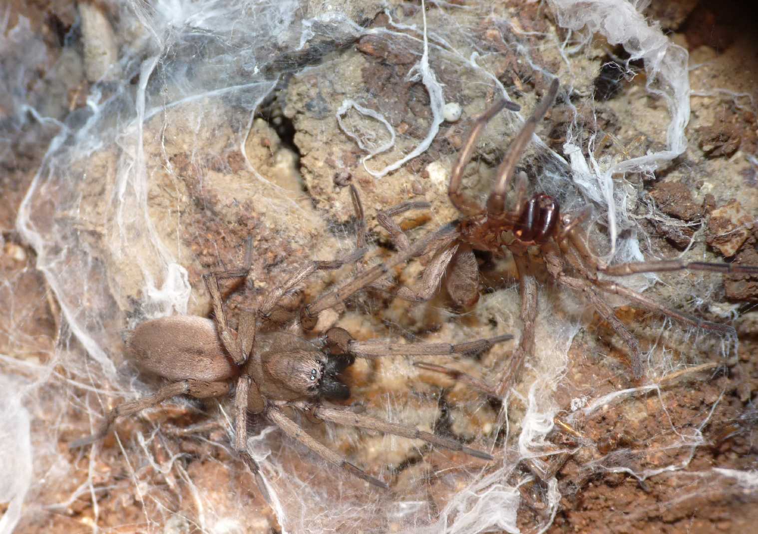 Drassodes sp. con preda : Micrommata sp. - Tolfa (RM)